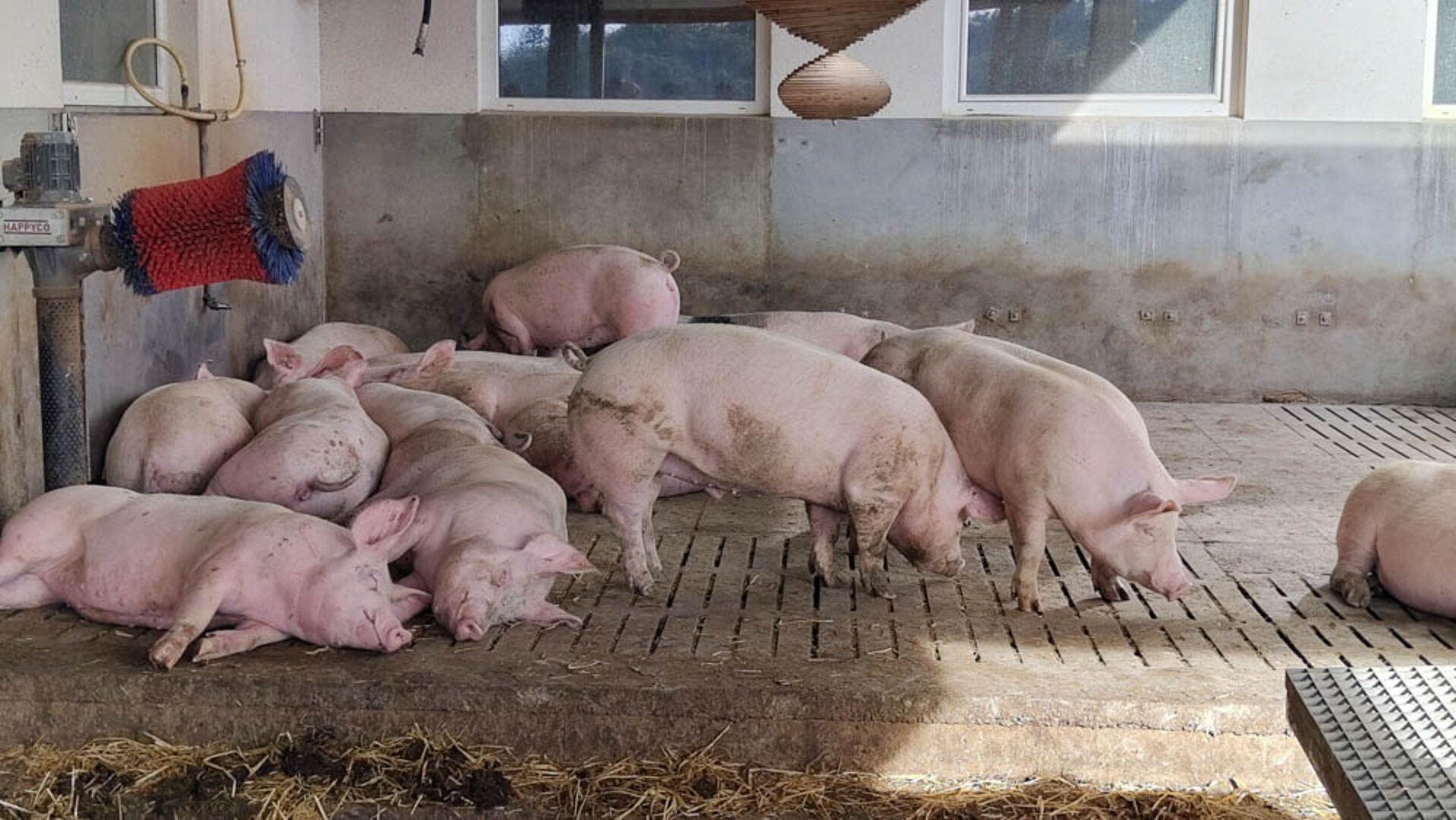 Schweinchen