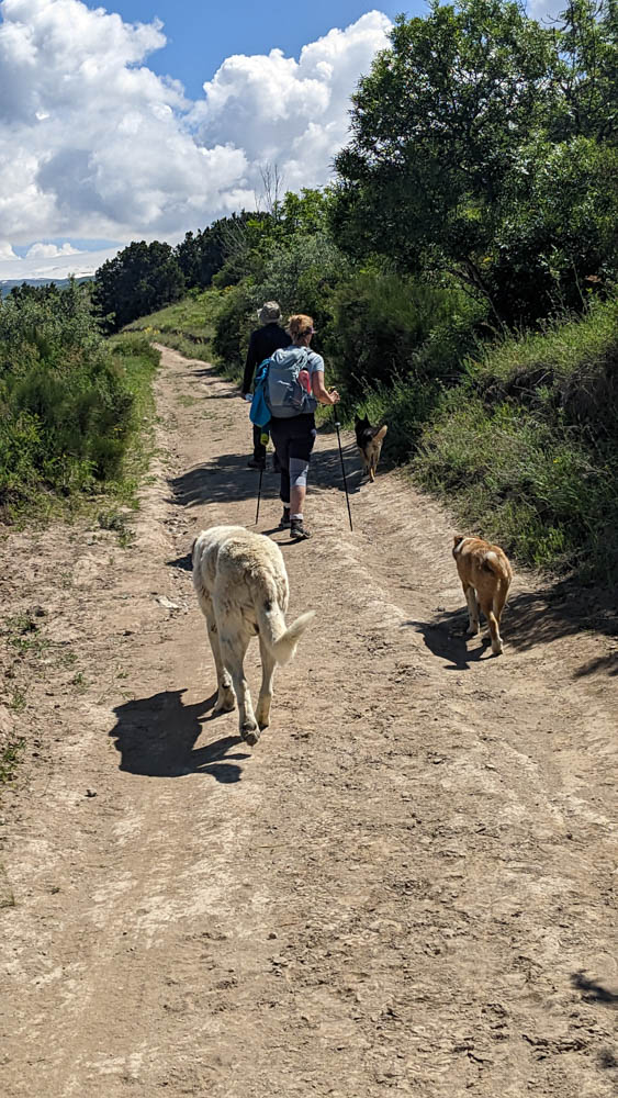 Hundespaziergang