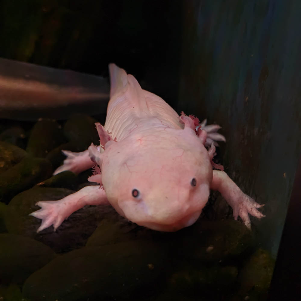 Axolotl